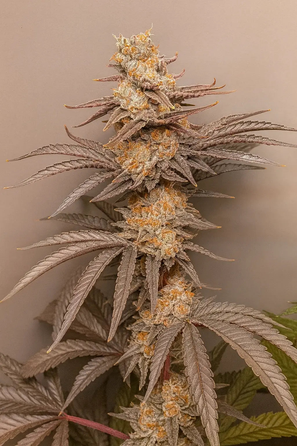 Blue Zushi Beispiel bild