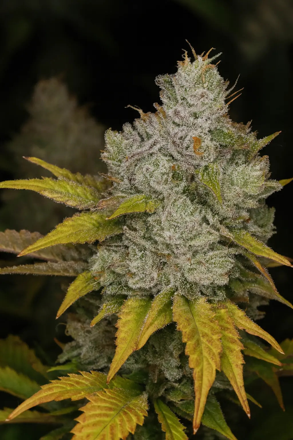 Monkey Glue Beispiel BlĂĽte