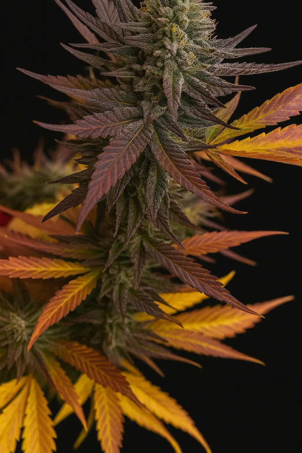 Pink magic blĂĽte beispiel