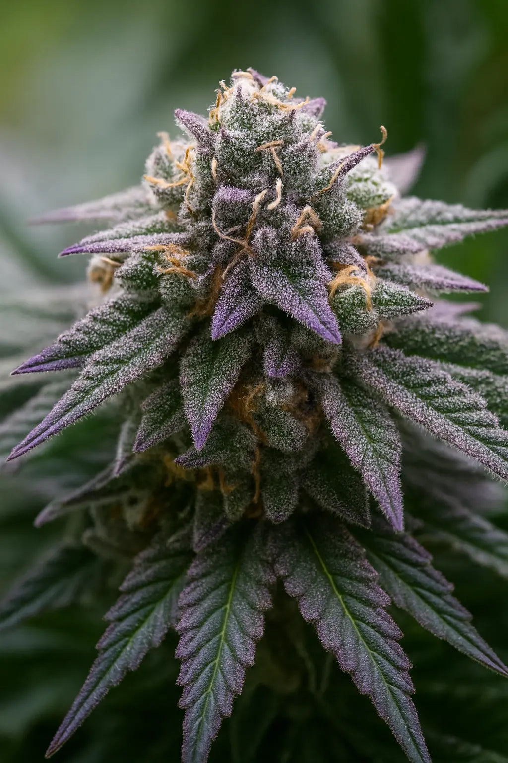 Pink Macig Fast Version Blüte