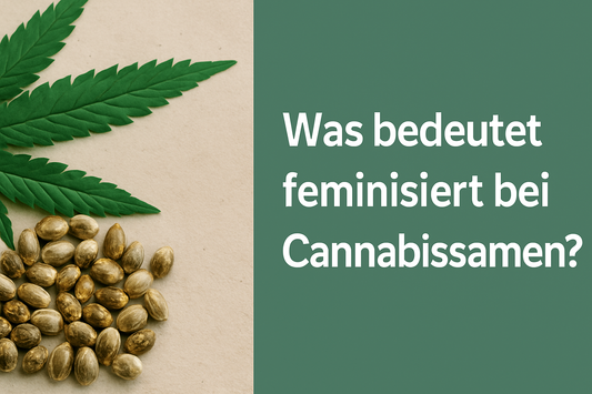 Was bedeutet feminisiert bei Cannabissamen?