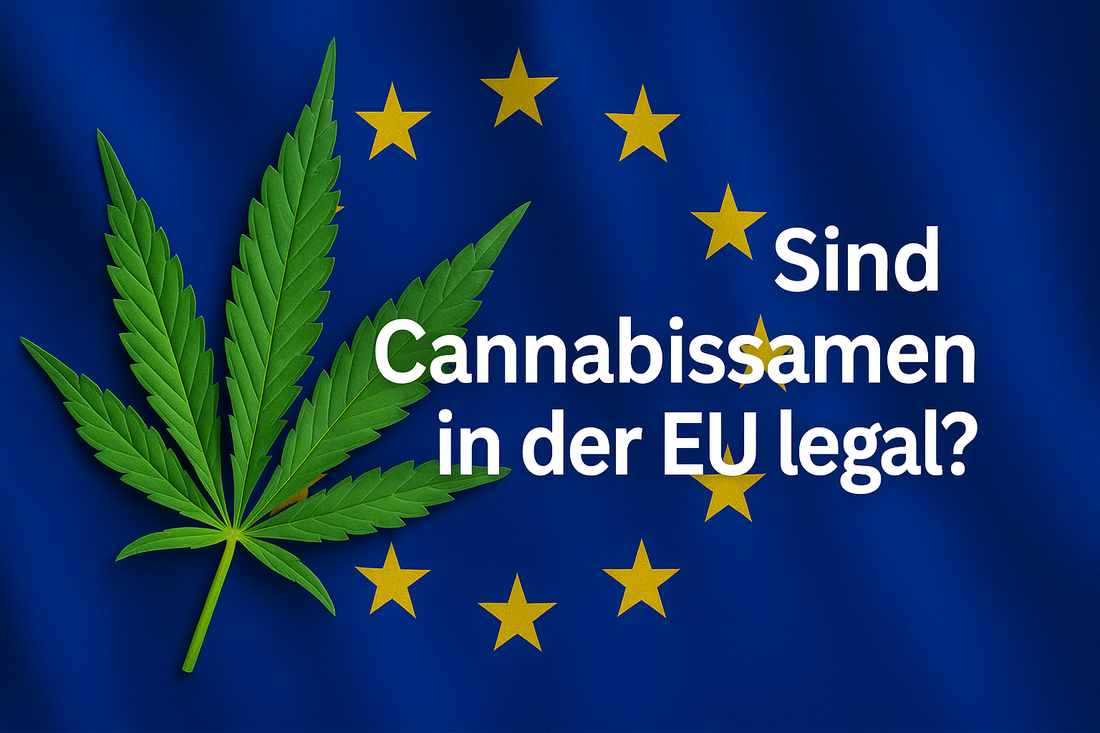Sind Cannabissamen in der EU legal?