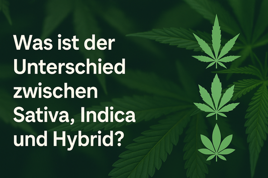 Was ist der Unterschied zwischen Sativa, Indica und Hybrid?