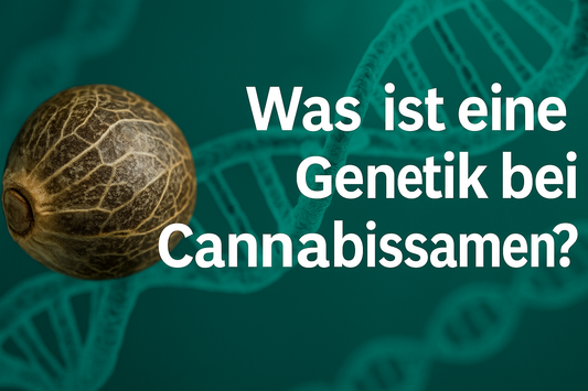 Was ist eine Genetik bei Cannabissamen?