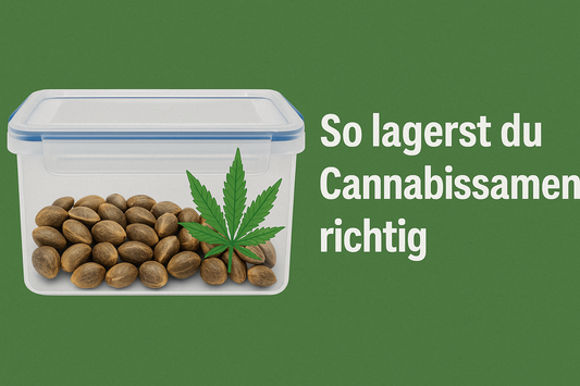 Cannabis Samen richtig lagern
