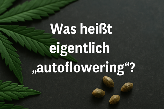 was heisst eigentlich autoflowering