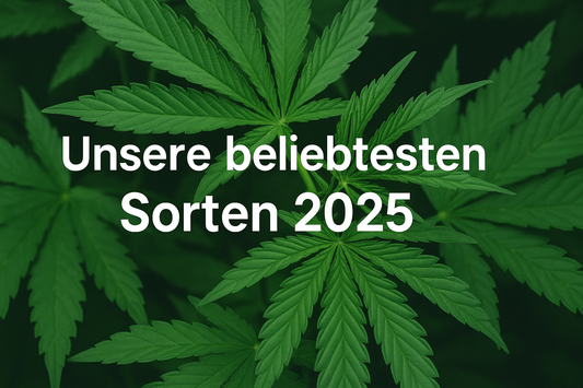 Beliebtesten Cannabis Sorten 2025