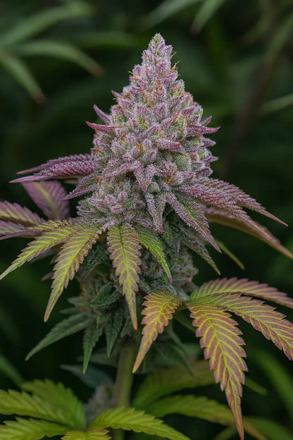 Zkittlez Blüte Beispiel