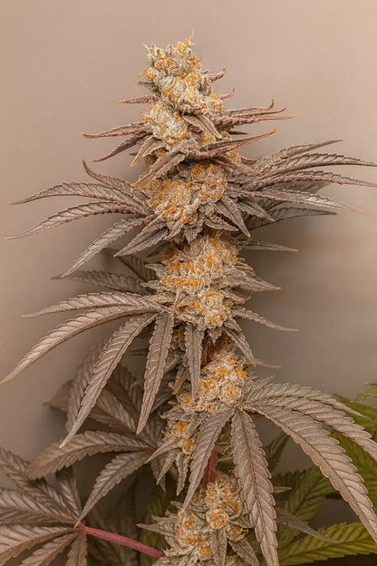 Blue Zushi Beispiel bild
