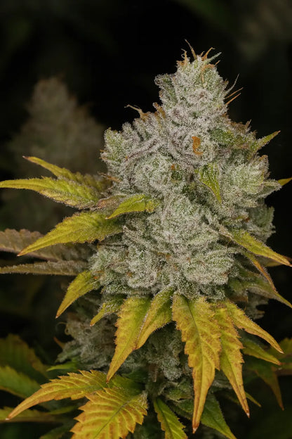 Monkey Glue Beispiel Blüte